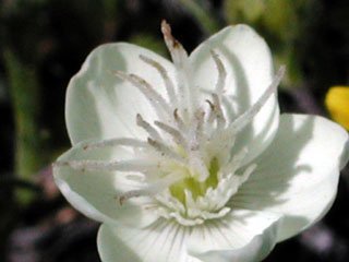 wildflower,Cream Cup