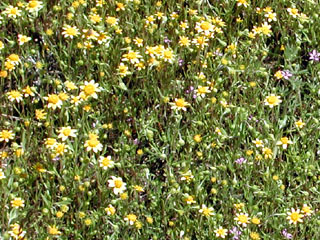 wildflower, Goldfields