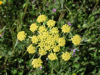 wildflower, Desert Parsley