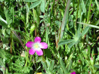 wildflower, Red Maids