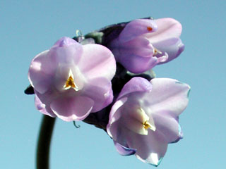 wildflower,