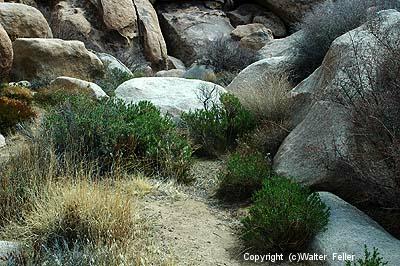 Microhabitat in Joshua Tree