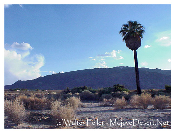 Example of ecotone between oasis and desert