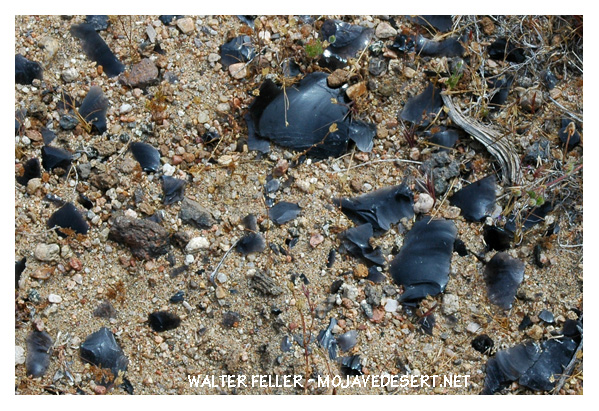 Photo of lithic scatter