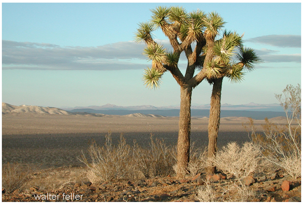 View from shadow mountains near El Mirage