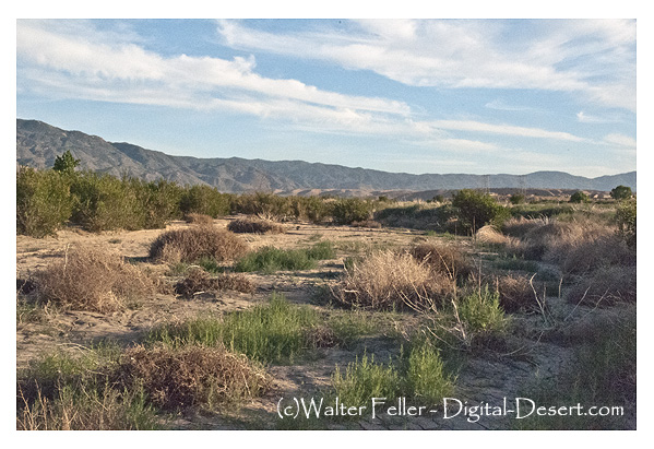 Mojave River, Hesperia, Ca.