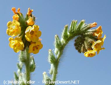 wildflower, fiddleneck