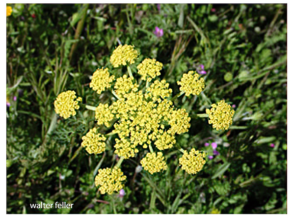 wildflower, Desert Parsley