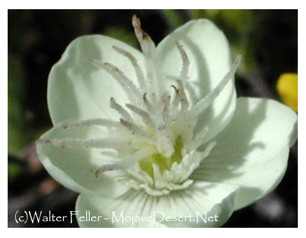 Mojave desert wildflower, Cream Cup