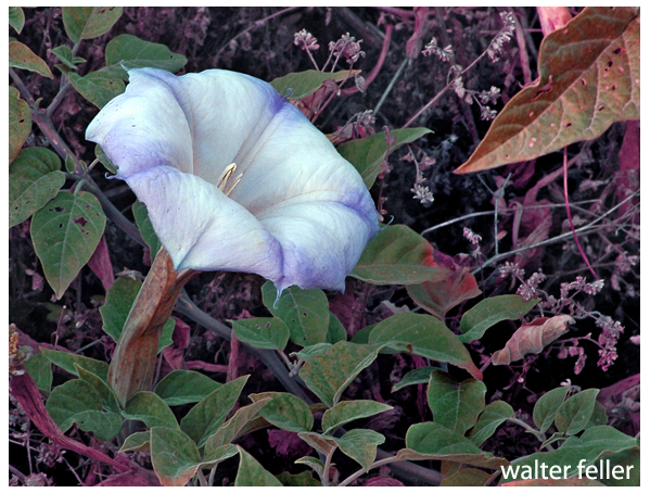 Datura, Jimson weed